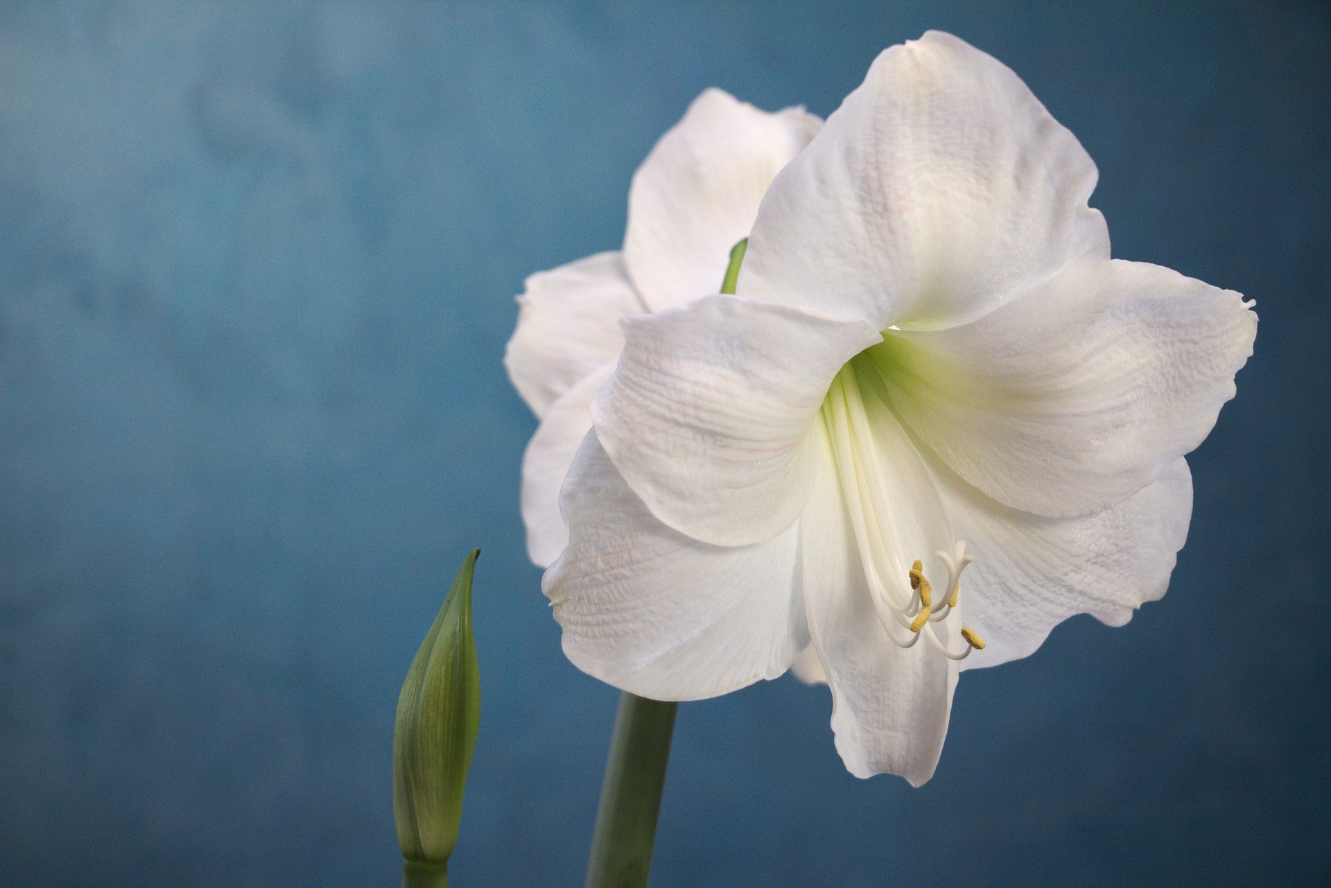 Indoor Plants with White Flowers