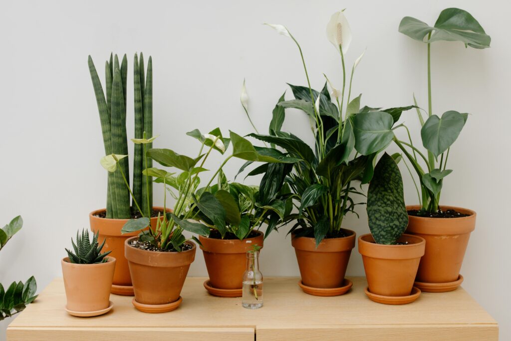 Tropical Indoor Plants: A Complete Beginner’s Guide