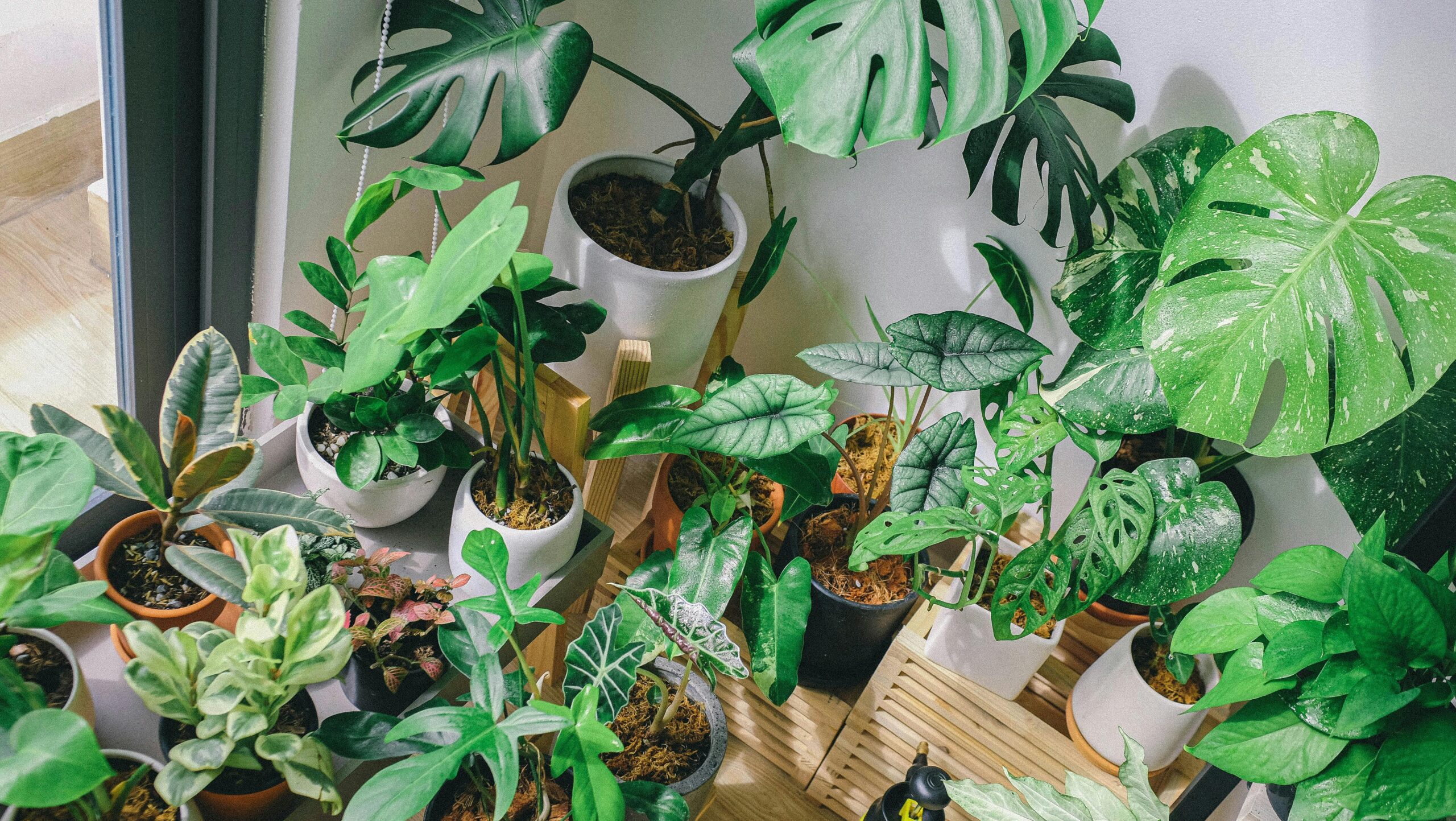 Tropical Indoors Plants