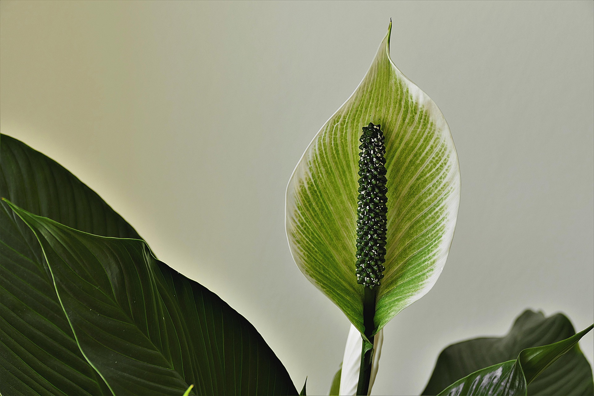 Variegated Peace Lily Plant