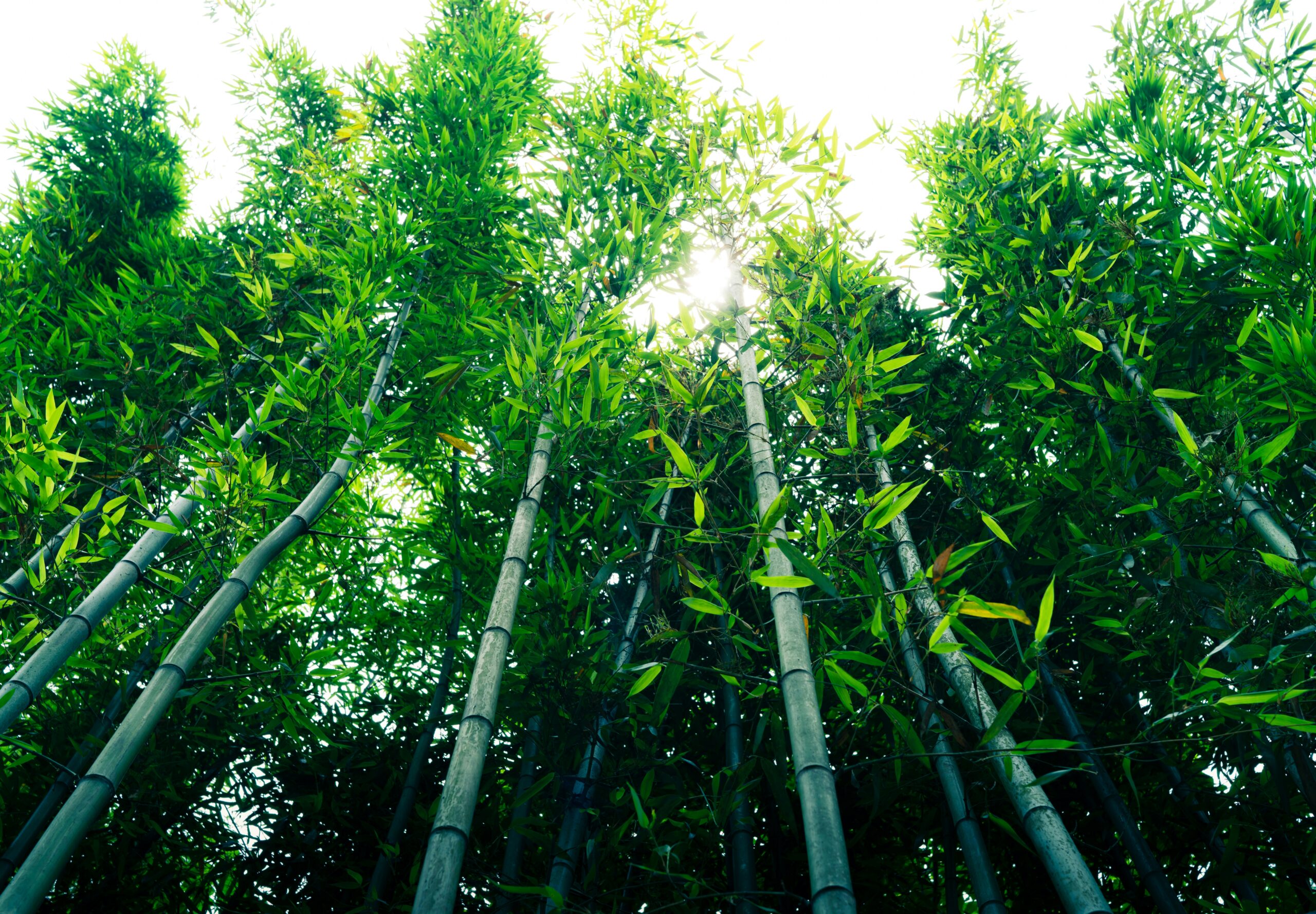 Indoor Bamboo Plant